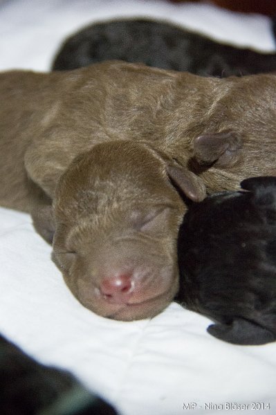 2014-02-05 Welpen Svet & Ruby-1481.jpg - Day 3